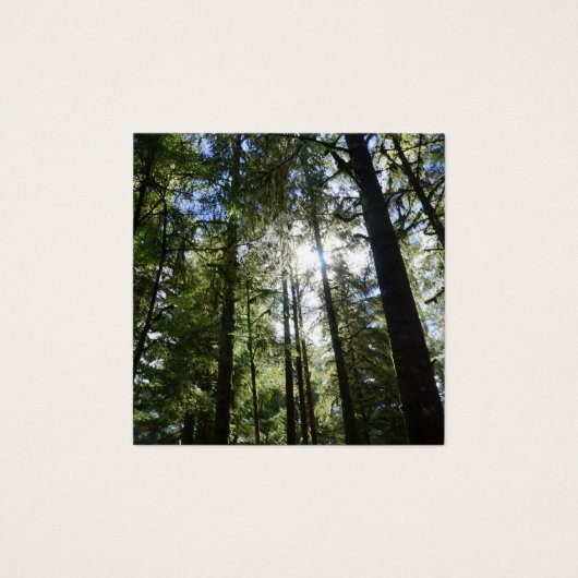 Sunlight Through Pine Trees (Front)