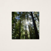 Sunlight Through Pine Trees (Back)