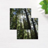 Sunlight Through Pine Trees (Desk)