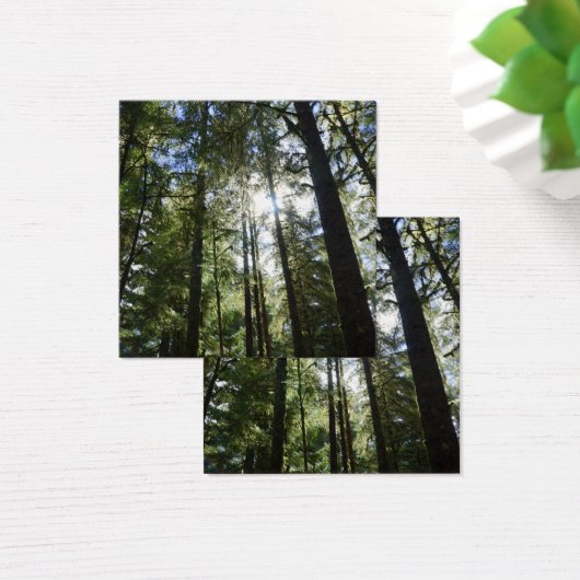 Sunlight Through Pine Trees (Desk)