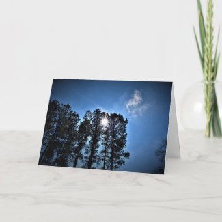 Sunlight Through Pine Trees, card