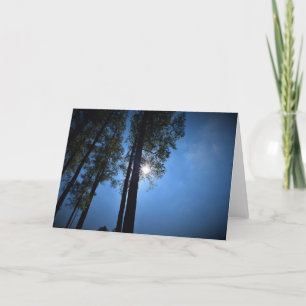 Sunlight Through Pine Trees, card