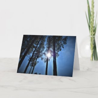 Sunlight Through Pine Trees, card