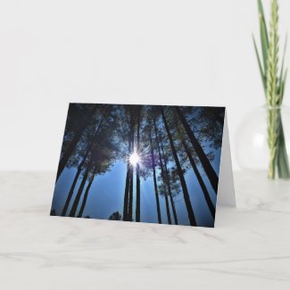 Sunlight Through Pine Trees, card