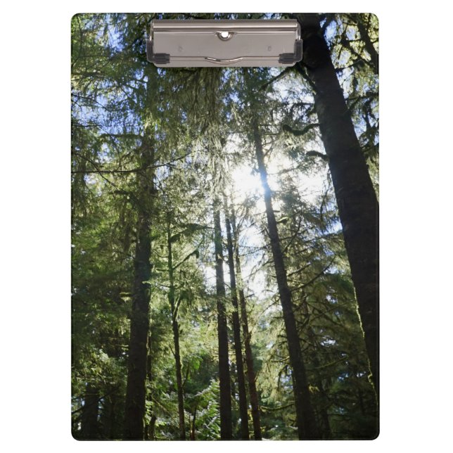 Sunlight Through Pine Trees Clipboard (Front)
