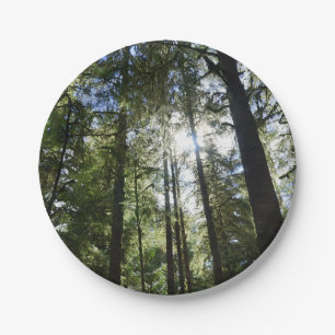 Sunlight Through Pine Trees Paper Plates