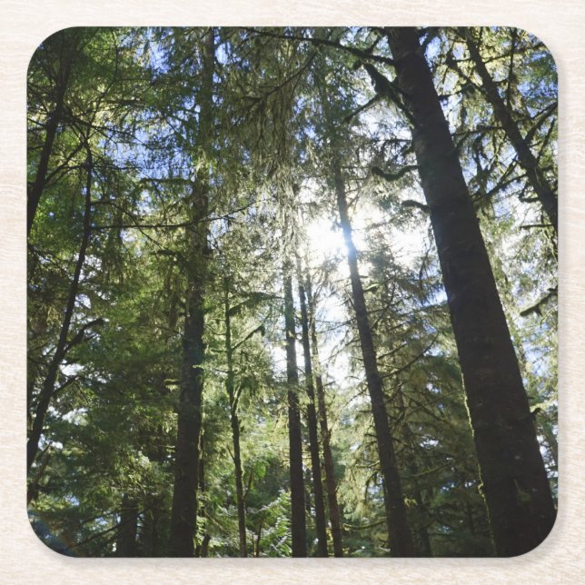 Sunlight Through Pine Trees Square Paper Coaster (Front)