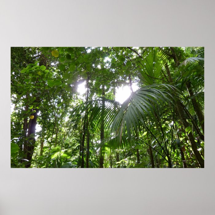 Sunlight Through Rainforest Canopy Print