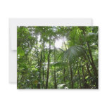 Sunlight Through Rainforest Canopy Tropical Green