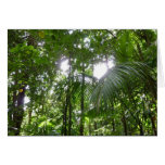 Sunlight Through Rainforest Canopy Tropical Green