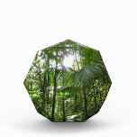 Sunlight Through Rainforest Canopy Tropical Green Award