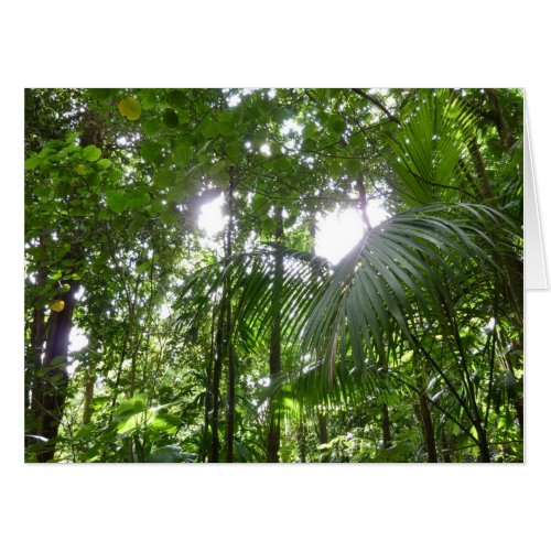 Sunlight Through Rainforest Canopy Tropical Green Card