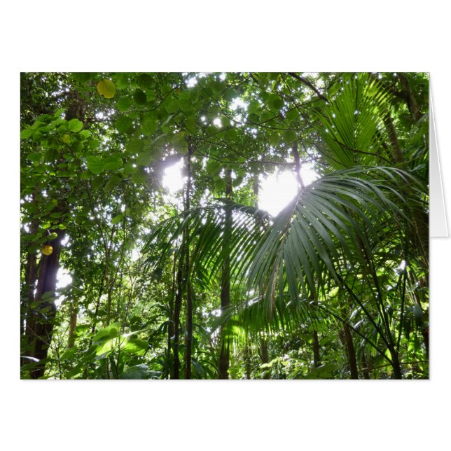 Sunlight Through Rainforest Canopy Tropical Green Card (Front Horizontal)
