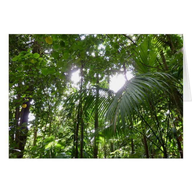 Sunlight Through Rainforest Canopy Tropical Green Cards (Front Horizontal)