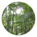 Sunlight Through Rainforest Canopy Tropical Green Classic Round Sticker