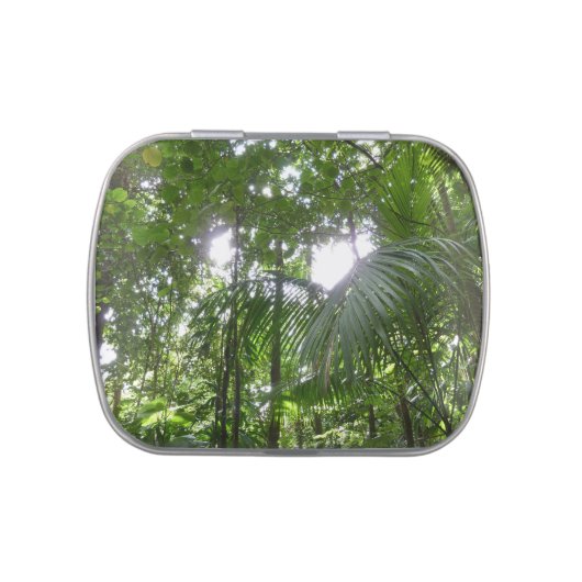 Sunlight Through Rainforest Canopy Tropical Green Jelly Belly Tin (Top)