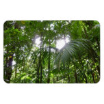 Sunlight Through Rainforest Canopy Tropical Green Magnet