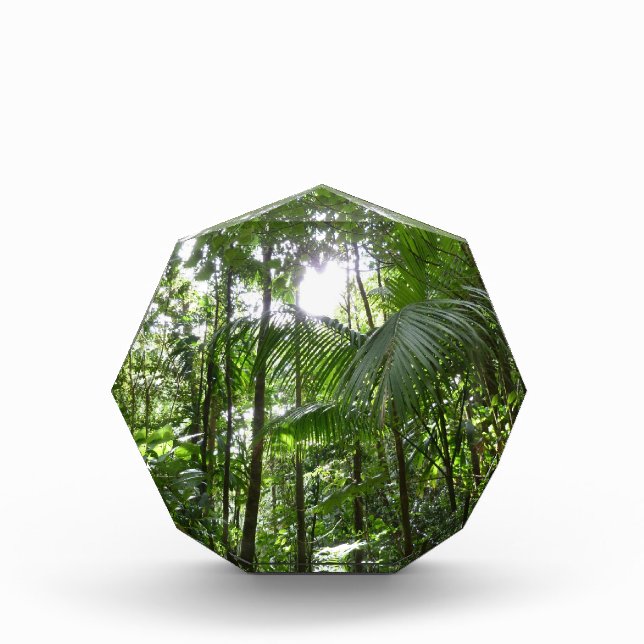 Sunlight Through Rainforest Canopy Tropical Green Photo Block (Front)