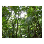 Sunlight Through Rainforest Canopy Tropical Green Photo Print