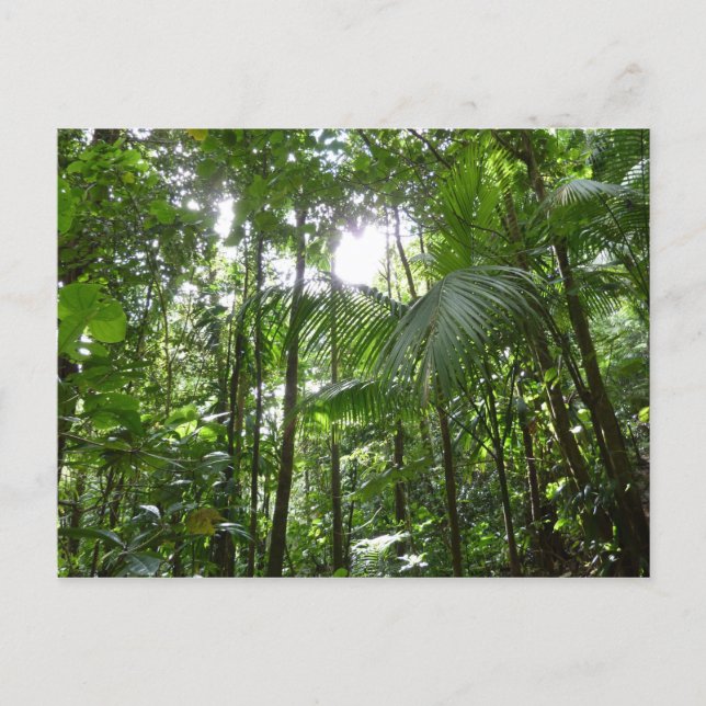 Sunlight Through Rainforest Canopy Tropical Green Postcard (Front)