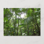 Sunlight Through Rainforest Canopy Tropical Green Postcard