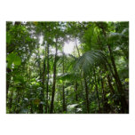 Sunlight Through Rainforest Canopy Tropical Green Poster