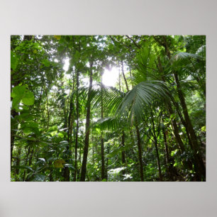 Sunlight Through Rainforest Canopy Tropical Green Poster