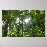 Sunlight Through Rainforest Canopy Tropical Green Poster