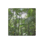 Sunlight Through Rainforest Canopy Tropical Green Stone Magnet