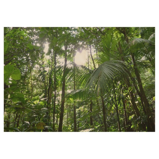 Sunlight Through Rainforest Canopy Tropical Green Wood Poster (Front)