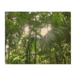 Sunlight Through Rainforest Canopy Tropical Green Wood Wall Art