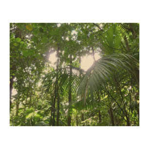 Sunlight Through Rainforest Canopy Tropical Green Wood Wall Art