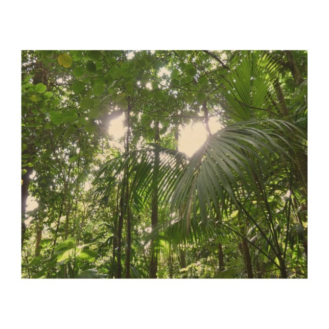 Sunlight Through Rainforest Canopy Tropical Green Wood Wall Art (Front)