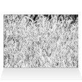 Sunlight Through Tall Grass Cards (Inside Horizontal (Top))