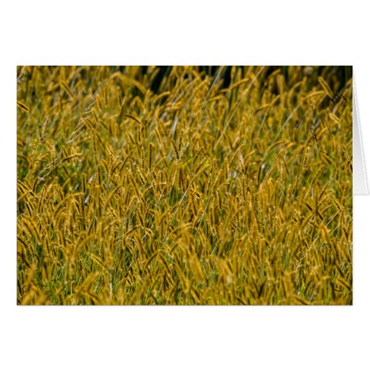 Sunlight Through Tall Grass Cards (Front Horizontal)