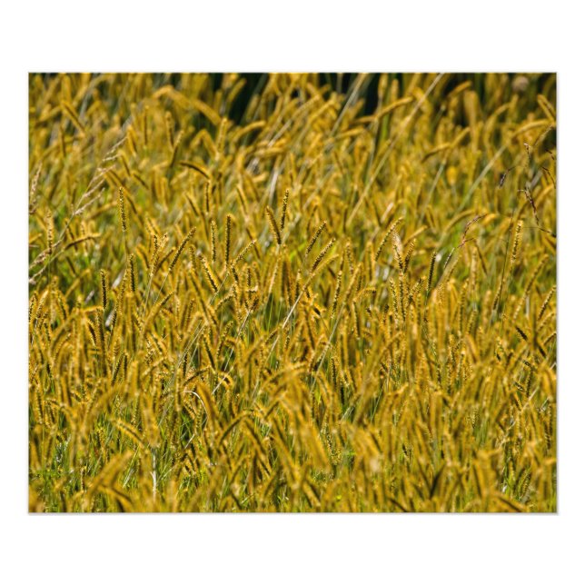 Sunlight Through Tall Grass Photo Print (Front)