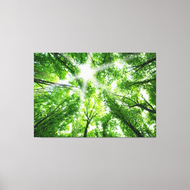 Sunlight Through the Canopy Canvas Print (Front)