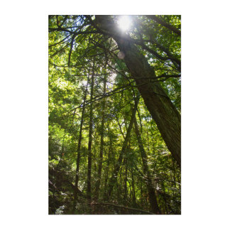 Sunlight Through the Forest Canopy Acrylic Print