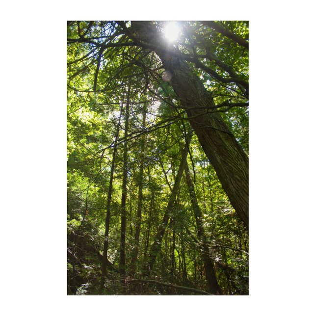 Sunlight Through the Forest Canopy Acrylic Print (Front)