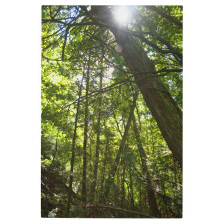 Sunlight Through the Forest Canopy Metal Print