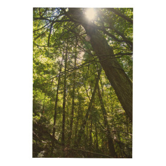 Sunlight Through the Forest Canopy Wood Wall Art