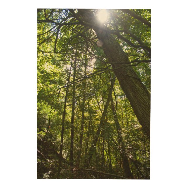 Sunlight Through the Forest Canopy Wood Wall Art (Front)
