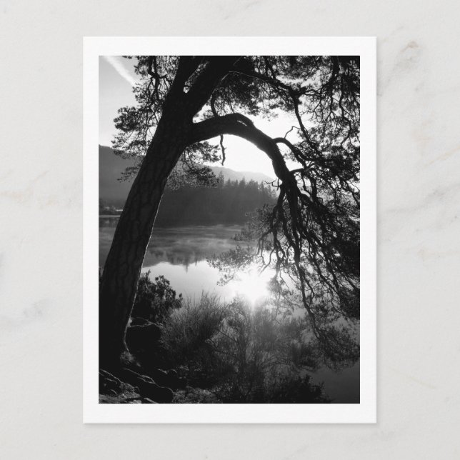 Sunlight through the Pines, Derwentwater Postcard (Front)