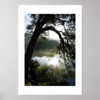 Sunlight through the Pines in Keswick Poster