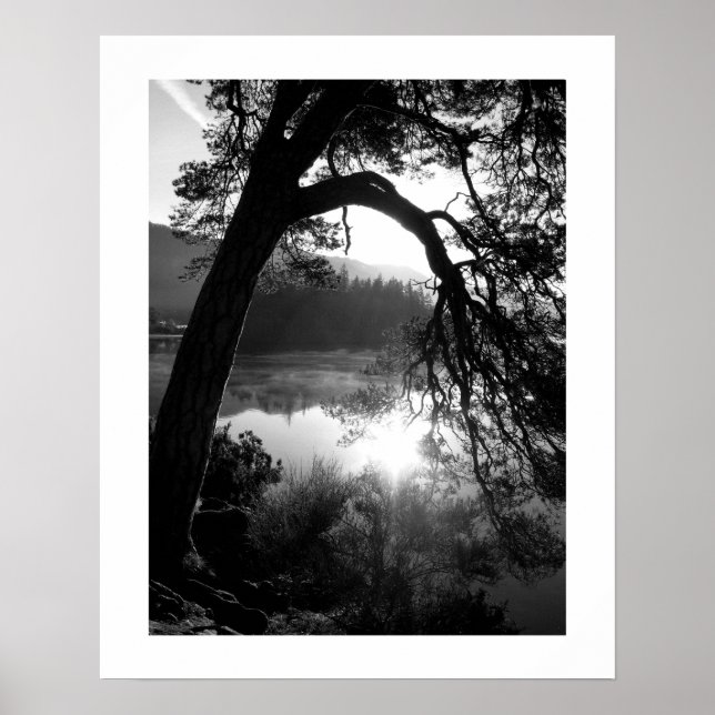 Sunlight through the Pines Poster (Front)