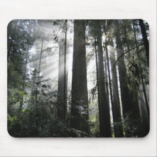 Sunlight through the Redwoods Mouse Pad