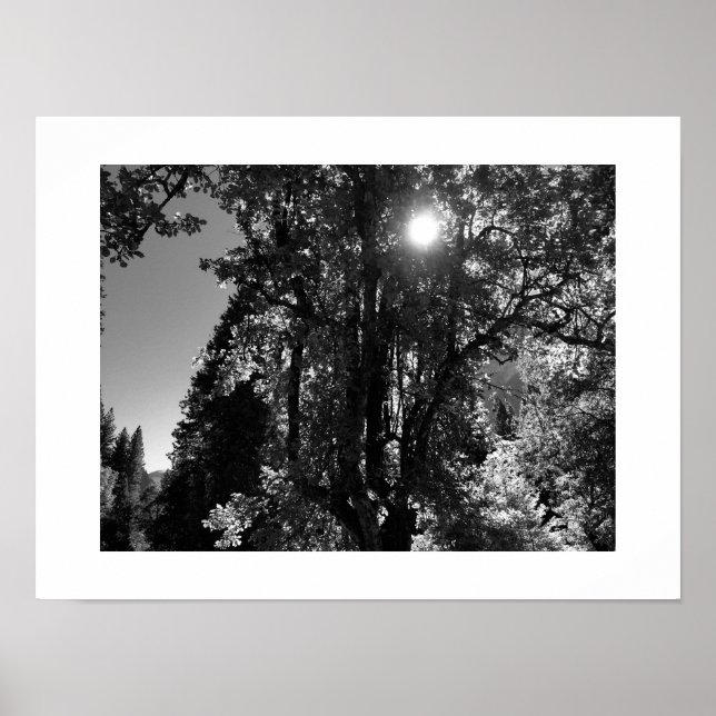 Sunlight through the Trees Black and White Photo Poster (Front)