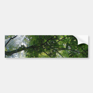Sunlight Through Trees Bumper Sticker