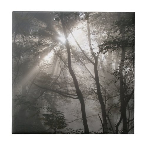 Sunlight Through Trees Dark Woodland Ceramic Tile