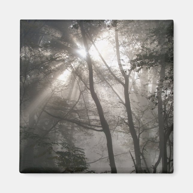 Sunlight Through Trees Dark Woodland Magnet (Front)